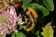 David Plant Photography - Wildlife Photography - Common carder bee, Bombus pascuorum - A